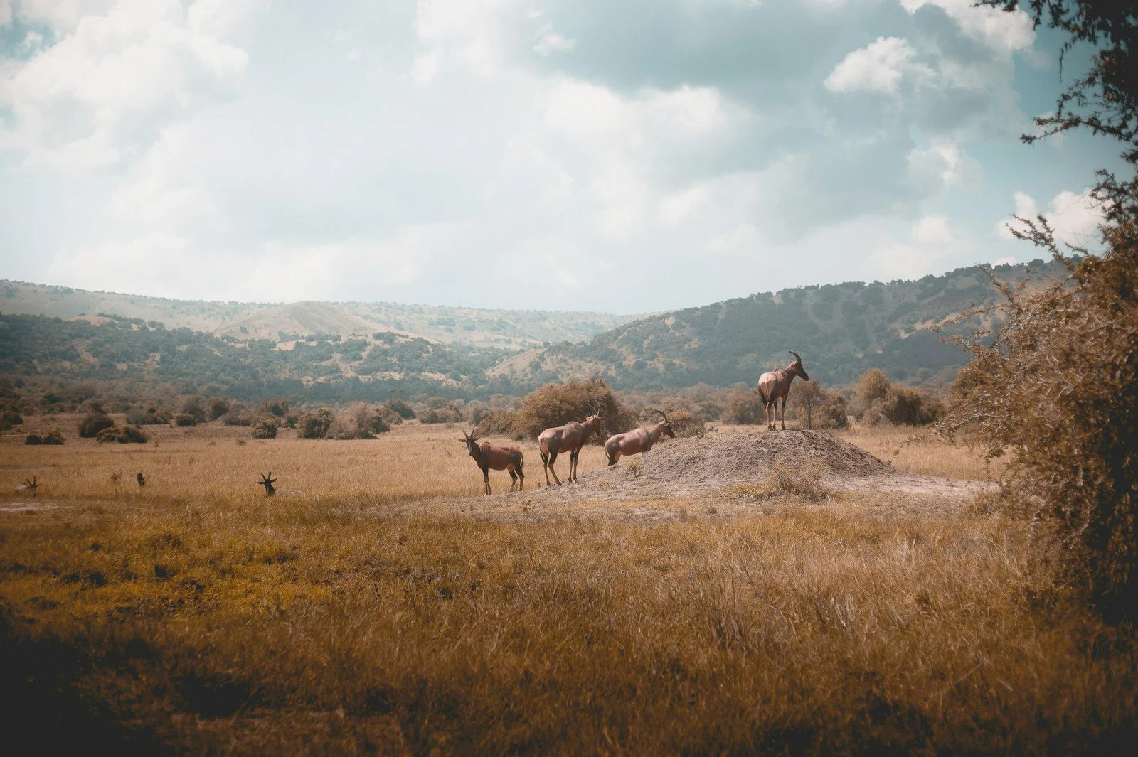 eSIM 1GB 7 Days Rwanda